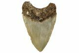 Fossil Megalodon Tooth - North Carolina #245845-2